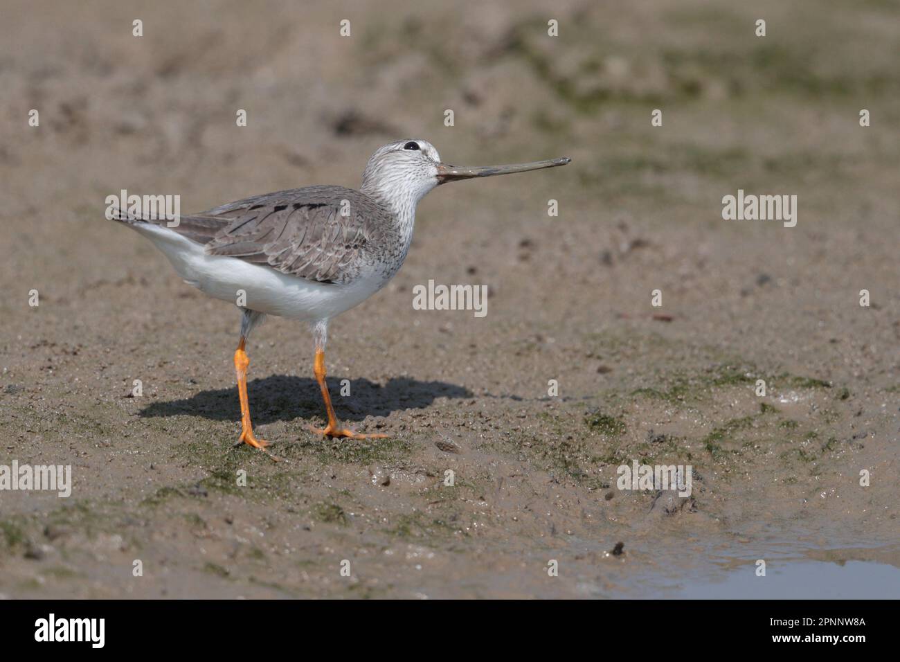 Terek Sandpiper (Xenus cinereus), oiseau unique debout sur le méplat de marée, Mai po, Hong Kong, Chine 16th avril 2023 Banque D'Images