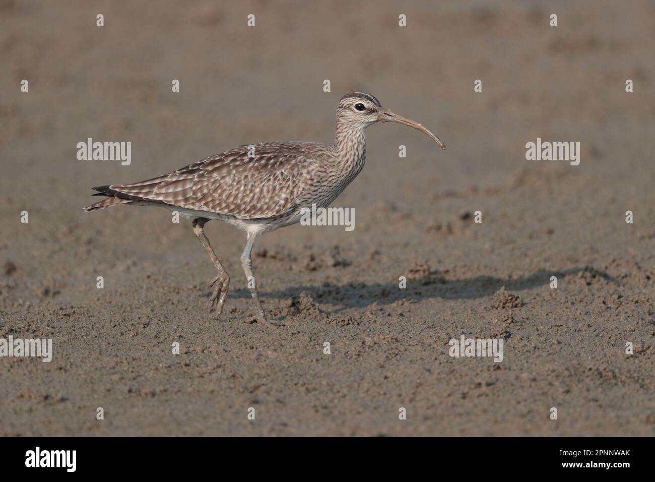 Whimbrel (Numenius phaeopus), oiseau unique marchant sur le méplat de marée, Mai po, Hong Kong 16th avril 2023 Banque D'Images