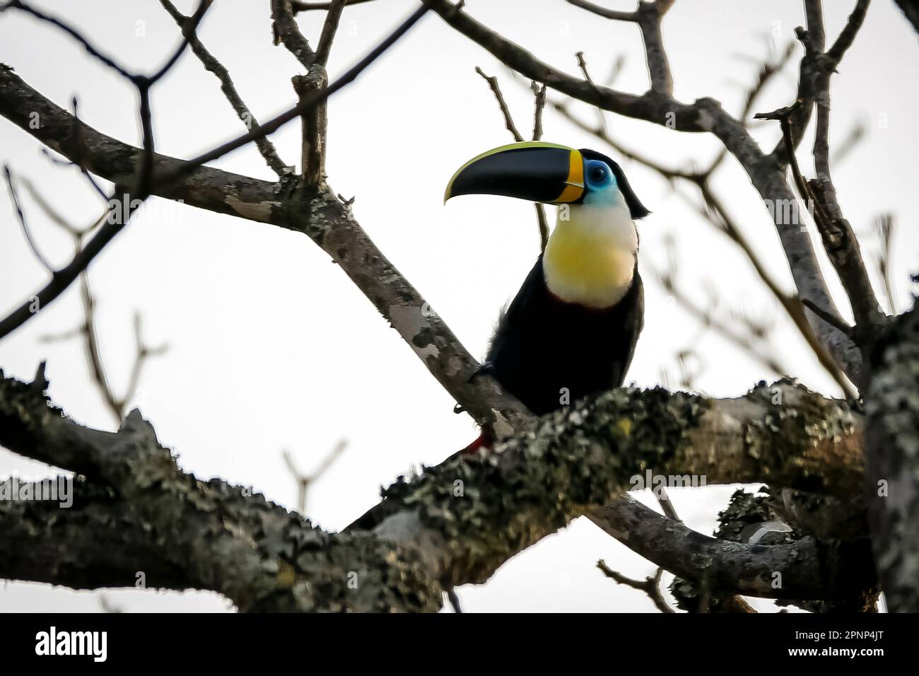 Gros plan d'un toucan coloré à gorge blanche (Ramphastos tucanus) sur un arbre sur fond blanc Banque D'Images