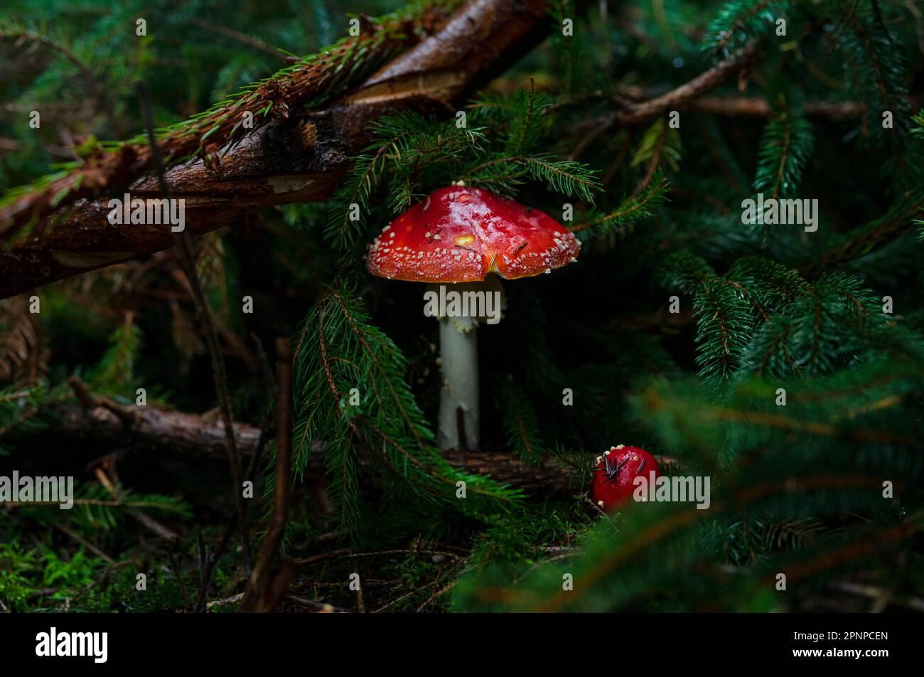 Survolez les champignons agariques qui poussent sur le fond de la forêt à Gloucestershire en automne. Champignon poussant dans le matériau en décomposition sur le terrain boisé Banque D'Images