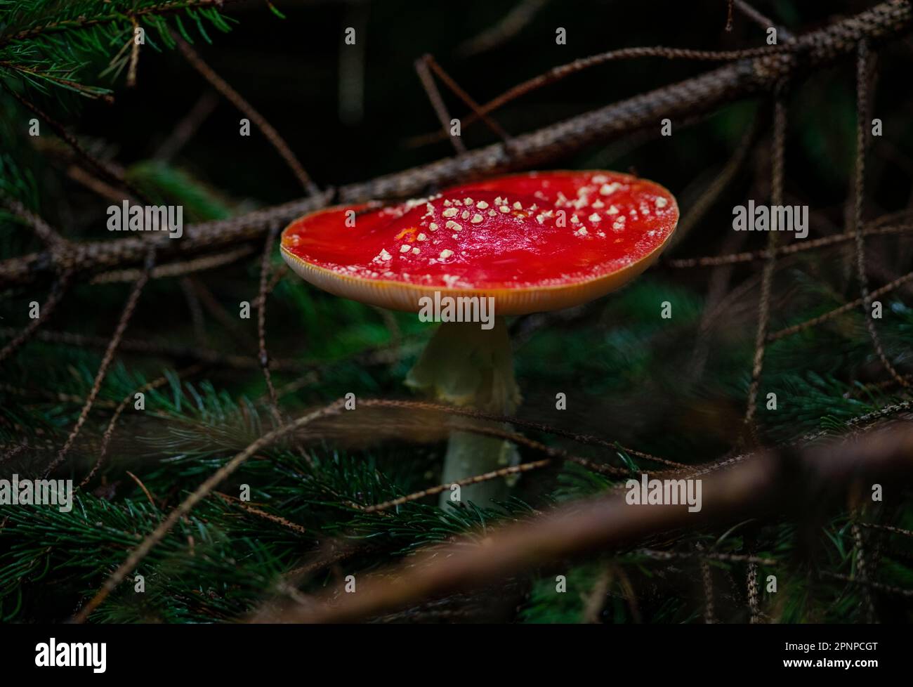 Survolez les champignons agariques qui poussent sur le fond de la forêt à Gloucestershire en automne. Champignon poussant dans le matériau en décomposition sur le terrain boisé Banque D'Images