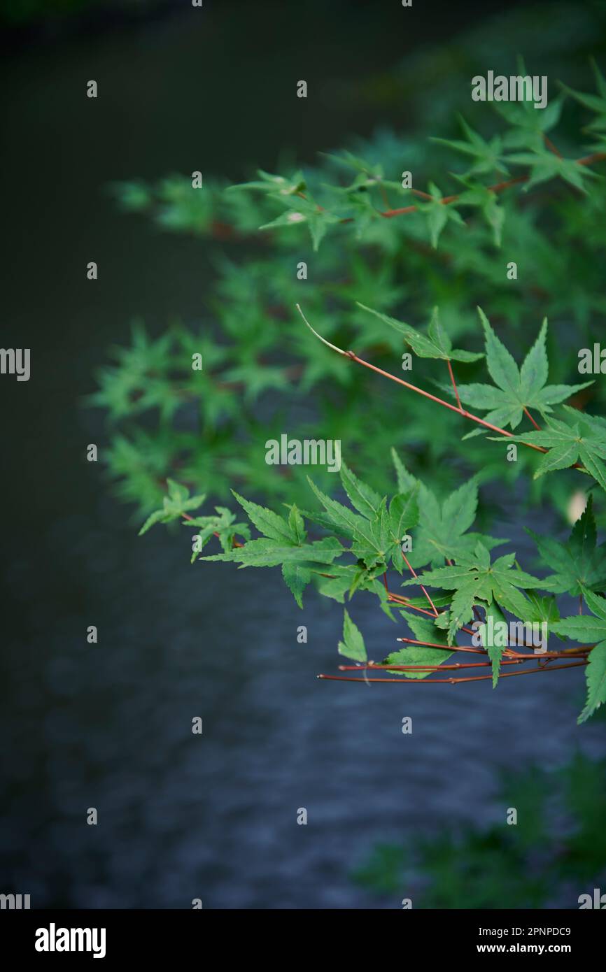 Feuille d'érable japonais Banque D'Images