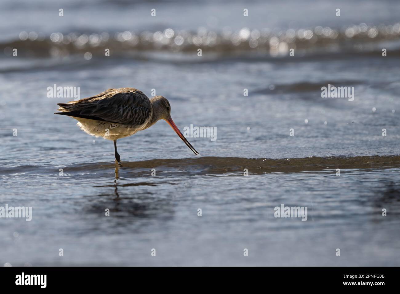 Un seul Dieu à queue de bar se dresse sur une jambe se nourrissant sur les vasières de l'Esplanade de Cairns, à l'extrême nord du Queensland, en Australie. Banque D'Images
