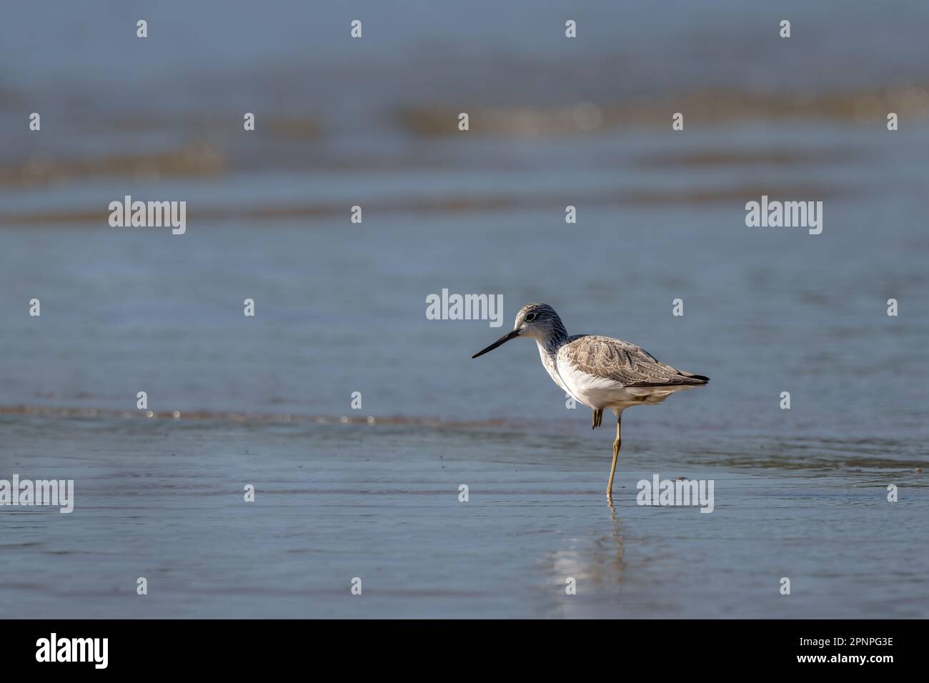 Rare et solitaire, Nordman's Greenshank pataugant dans les eaux riches et peu profondes de l'esplanade de Cairns, dans l'extrême nord du Queensland en Australie. Banque D'Images