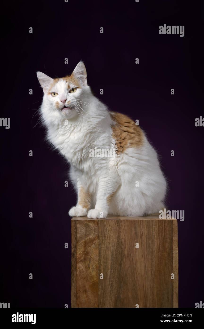 Chat long drôle assis sur un podium en bois et faisant un visage stupide. Image vericale. Banque D'Images