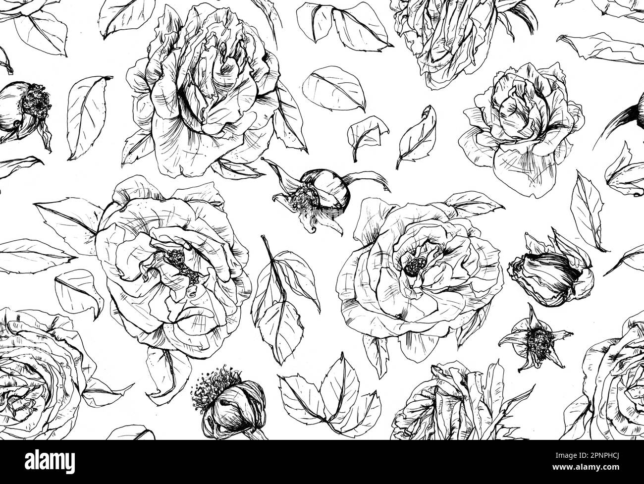 Motif de fleurs en ligne noire sur fond blanc, roses, illustration de lignes noires et blanches Banque D'Images