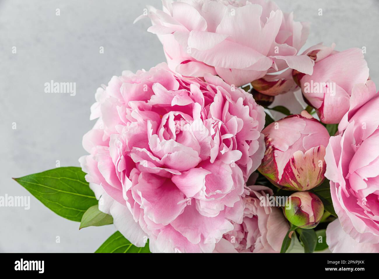 Gros plan de fleurs de pivoine rose pastel sur fond blanc. Carte de mariage ou de fête des mères. Prise de vue macro. Texture de la nature des fêtes Banque D'Images