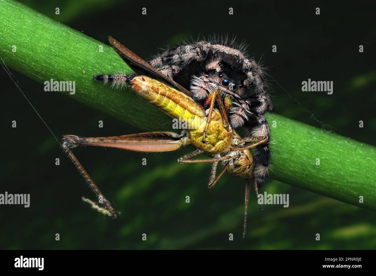 Gros plan d'une araignée sauteuse (Phidippus regius) mangeant un insecte, Indonésie Banque D'Images
