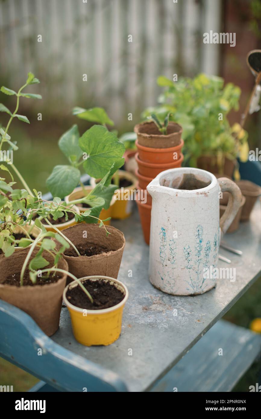 Gros plan de pots de fleurs, de plantules et d'une fourchette de jardinage sur une table de jardin Banque D'Images