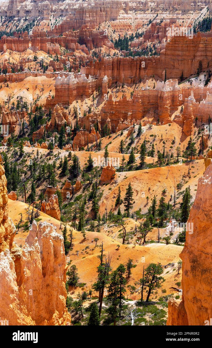 Bryce Canyon avec pins et formations rocheuses de hoodoo, parc national de Bryce Canyon, Utah, États-Unis. Banque D'Images