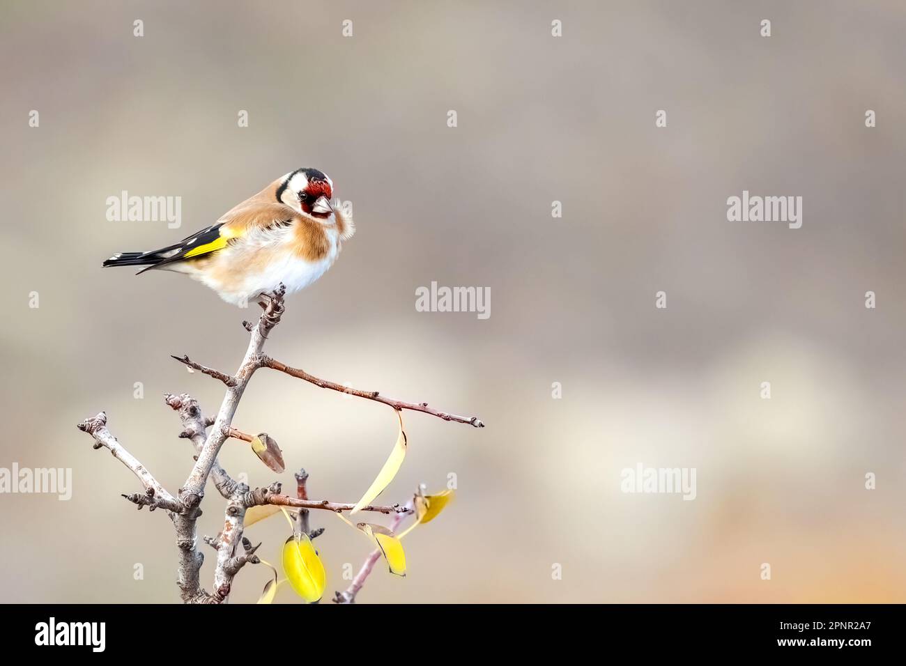 Or européen Carduelis carduelis petit oiseau chanteur de passereau assis sur une branche d'arbre Banque D'Images
