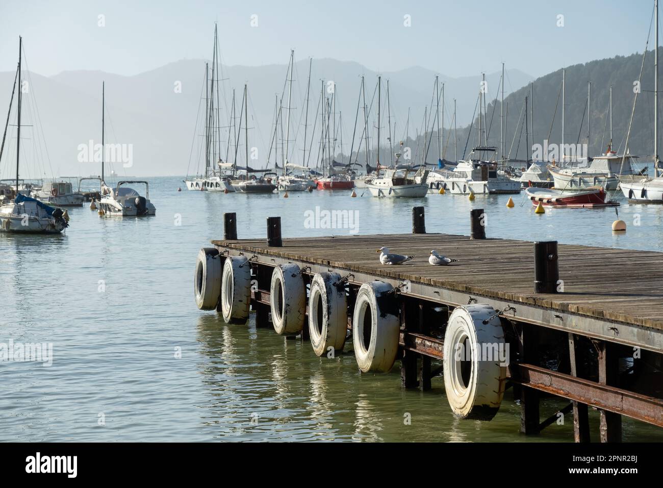 Deux mouettes assises sur un quai en bois, Golfo dei Poeti (Golfe des poètes), Lerici, la Spezia, Ligurie, Italie Banque D'Images