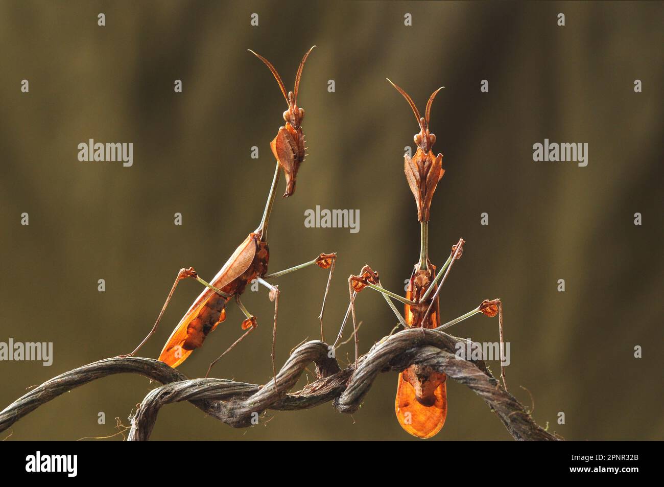 Gros plan de deux mantis de violon errants sur une branche, Indonésie Banque D'Images