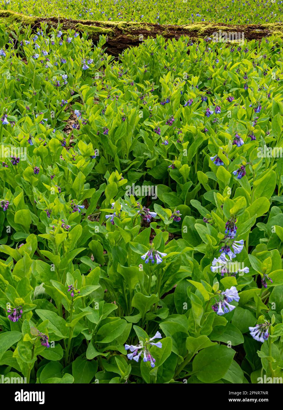 Virginia Bluebells couvre une colline sur le fond de la forêt, réserve forestière de Black Partridge Woods, comté de Cook, Illinois Banque D'Images Virginia Bluebells couvre une colline sur le fond de la forêt, réserve forestière de Black Partridge Woods, comté de Cook, Illinois Banque D'Images
