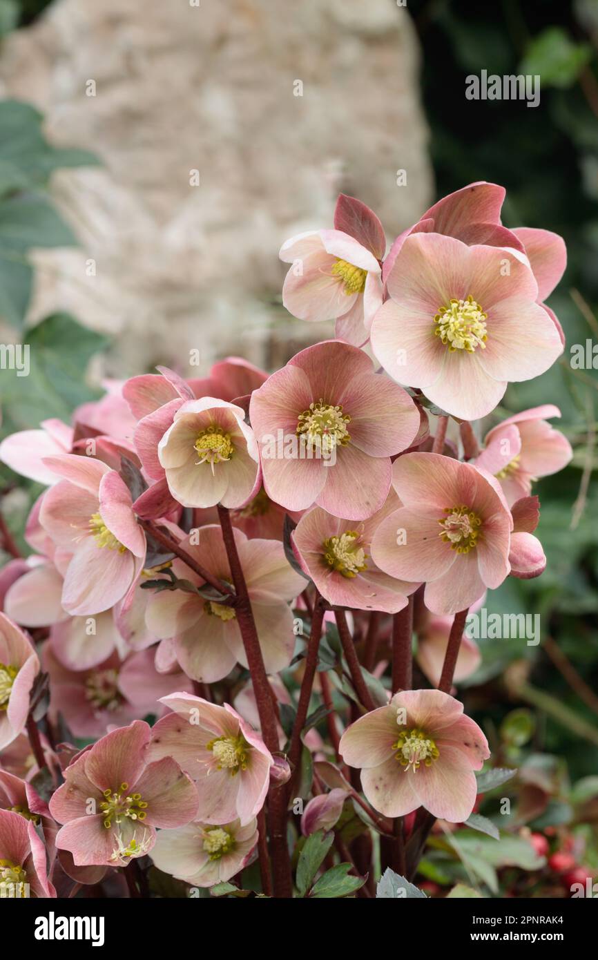 Fleurs d'une rose de noël (Helleborus). Banque D'Images