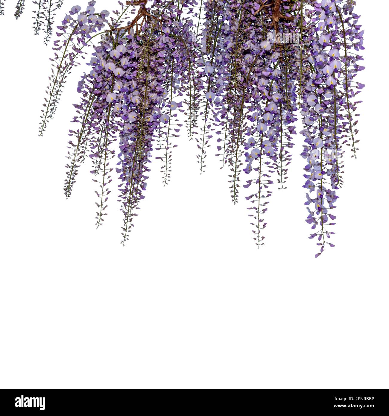 Branche de fleur de wisteria isolée sur blanc avec chemin de coupure, espace de copie pour cartes de vœux ou bannière Banque D'Images