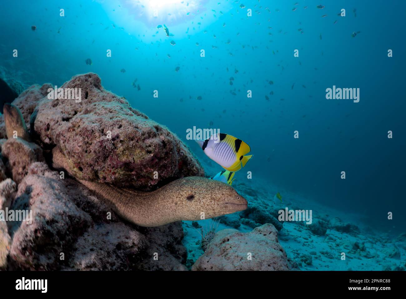 Plongée sous-marine - Maldives Banque D'Images