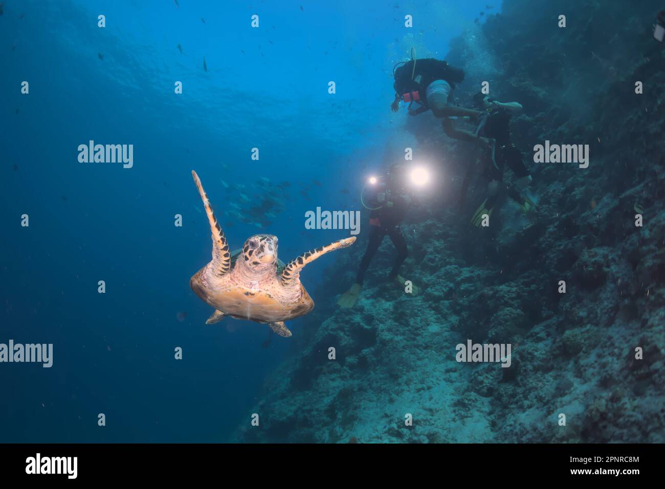 Plongée sous-marine - Maldives Banque D'Images