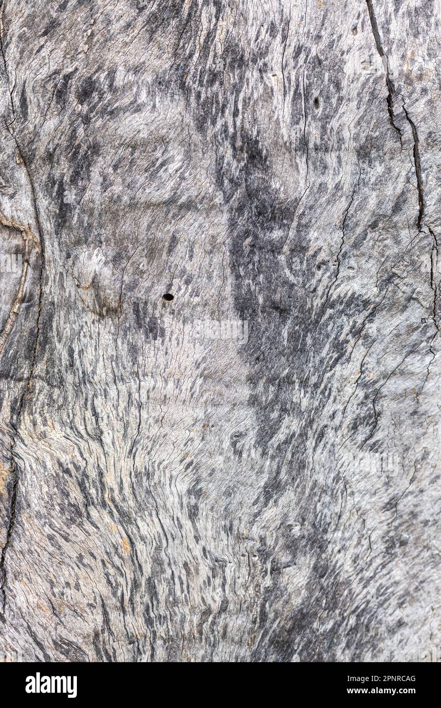 Vieux bois écorce d'arbre avec texture mousse verte Banque D'Images