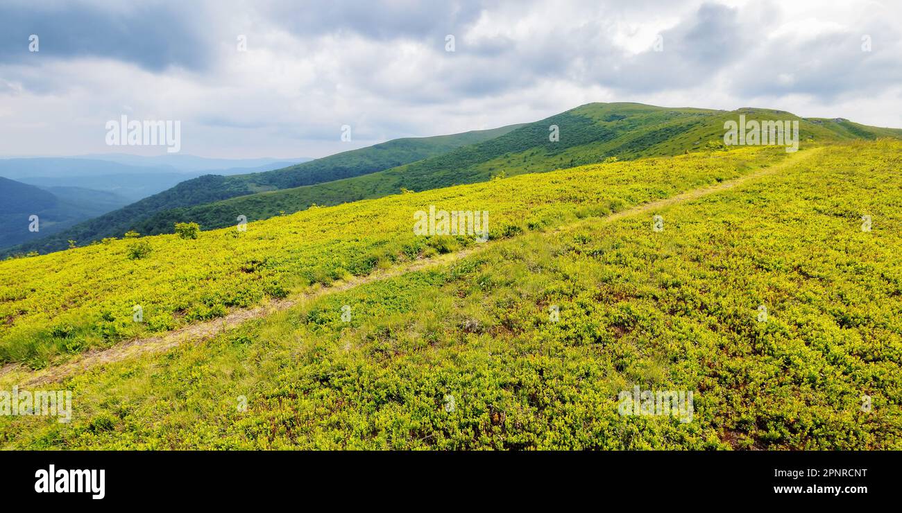 sentier étroit à travers la prairie alpine. magnifique paysage vallonné des carpates ukrainiens en été Banque D'Images