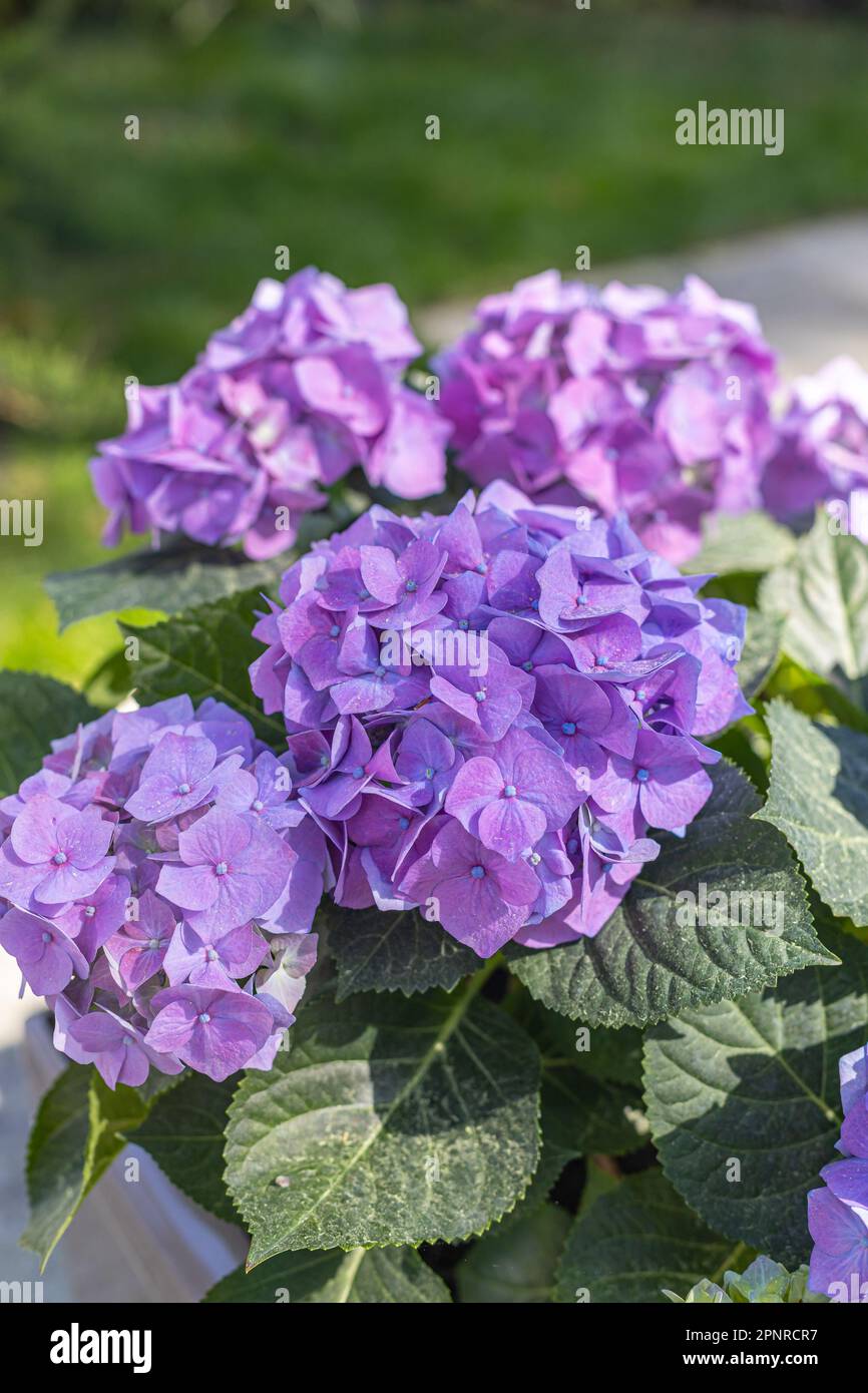 Fleur d'hortensia. gros plan d'une hortensia violette dans le jardin. Un bouquet d'hortensias. Banque D'Images