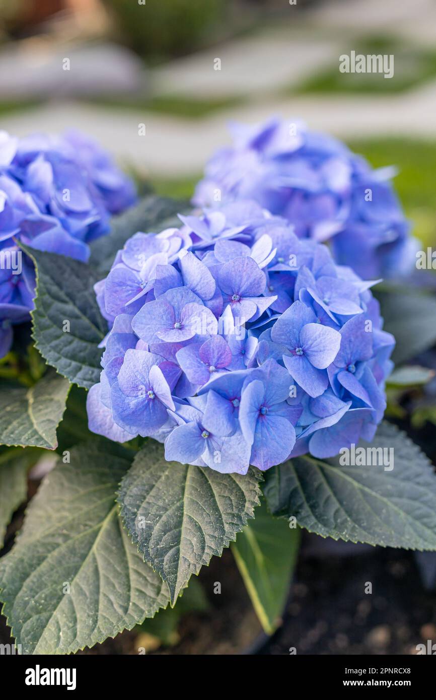 Fleur d'hortensia bleue. gros plan d'une hortensia dans le jardin. Un bouquet d'hortensias. Banque D'Images