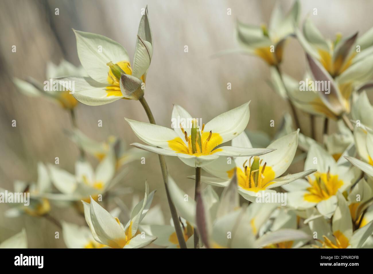 La tulipe turkestan (Tulipa turkestanica). Banque D'Images