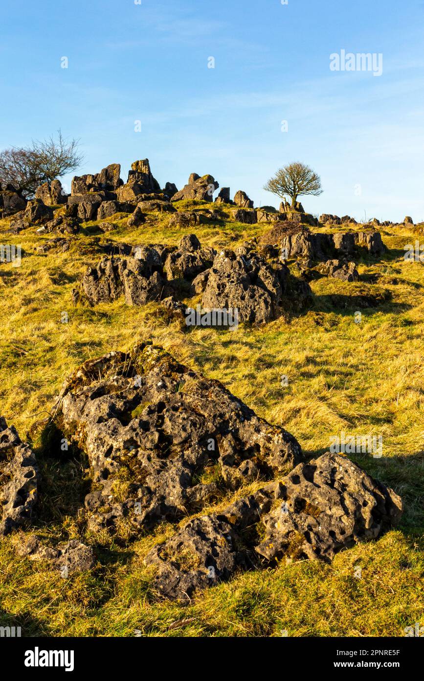 Rochers calcaires et arbres sous le soleil d'hiver à Roystone Rocks près de Parwich dans le parc national de Peak District Derbyshire Dales Angleterre Royaume-Uni Banque D'Images