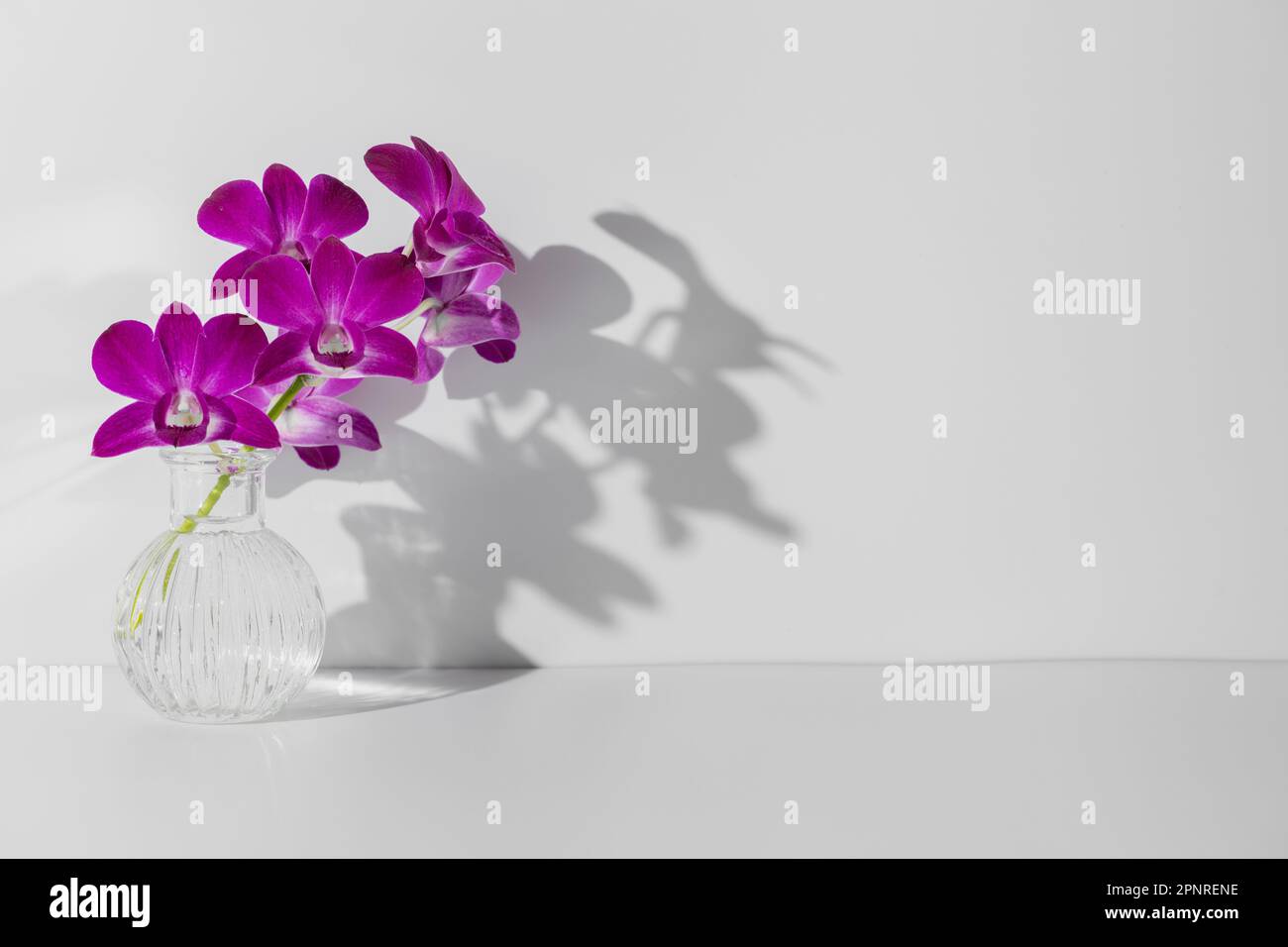 Branche d'orchidée pourpre dans un vase sur fond blanc, espace de copie libre, photo horizontale. Afficher sur le mur de l'ombre floue de la silhouette de fleur Banque D'Images