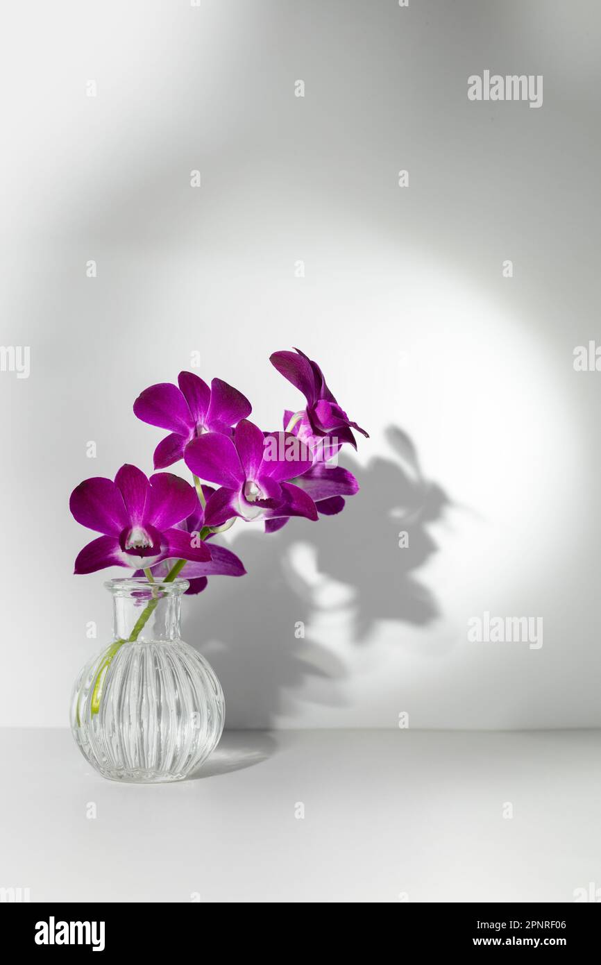 Fleurs d'orchidées violet pittoresques verticales dans un vase transparent au soleil avec ombre de fenêtre de pétales sur un mur blanc. Copier l'espace Banque D'Images
