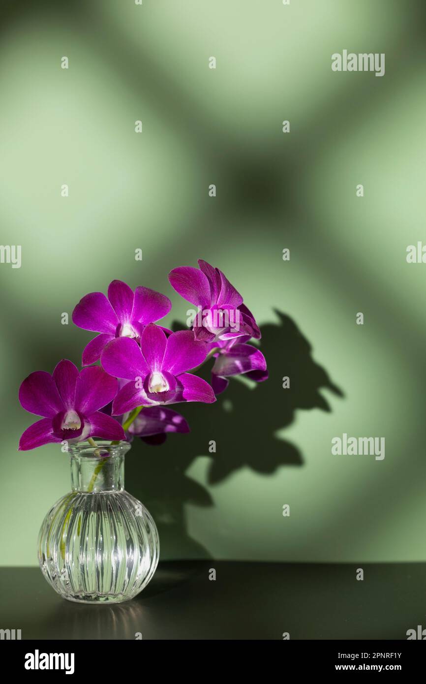Branche de fleurs d'orchidées roses dans vase en verre avec rayons de soleil et ombres carrées sur le mur vert dans le studio. Nature et fraîcheur. Banque D'Images