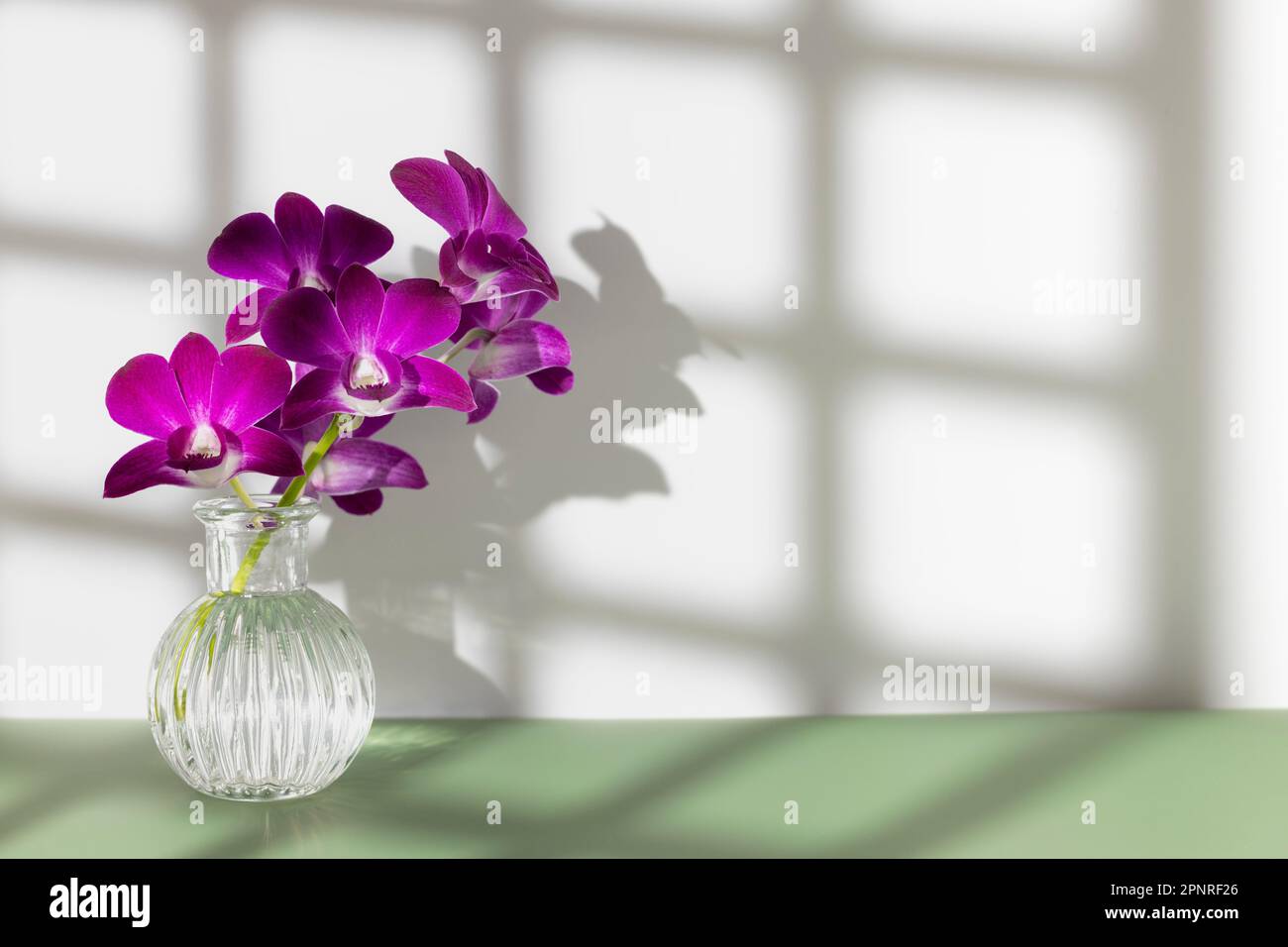 Bouquet de fleurs d'orchidées violettes en verre d'eau sur table verte avec ombre carrée sur mur sur fond blanc. Fleuriste Banque D'Images