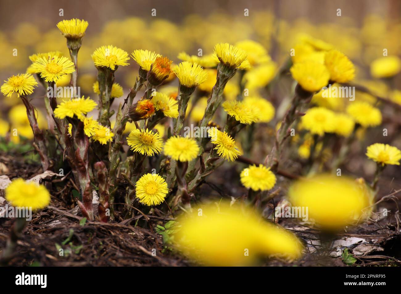 Fleur de pied de coltsfoot sur le pré de printemps, mère et belle-mère premières fleurs. Floraison de Tussilago farfara en avril Banque D'Images