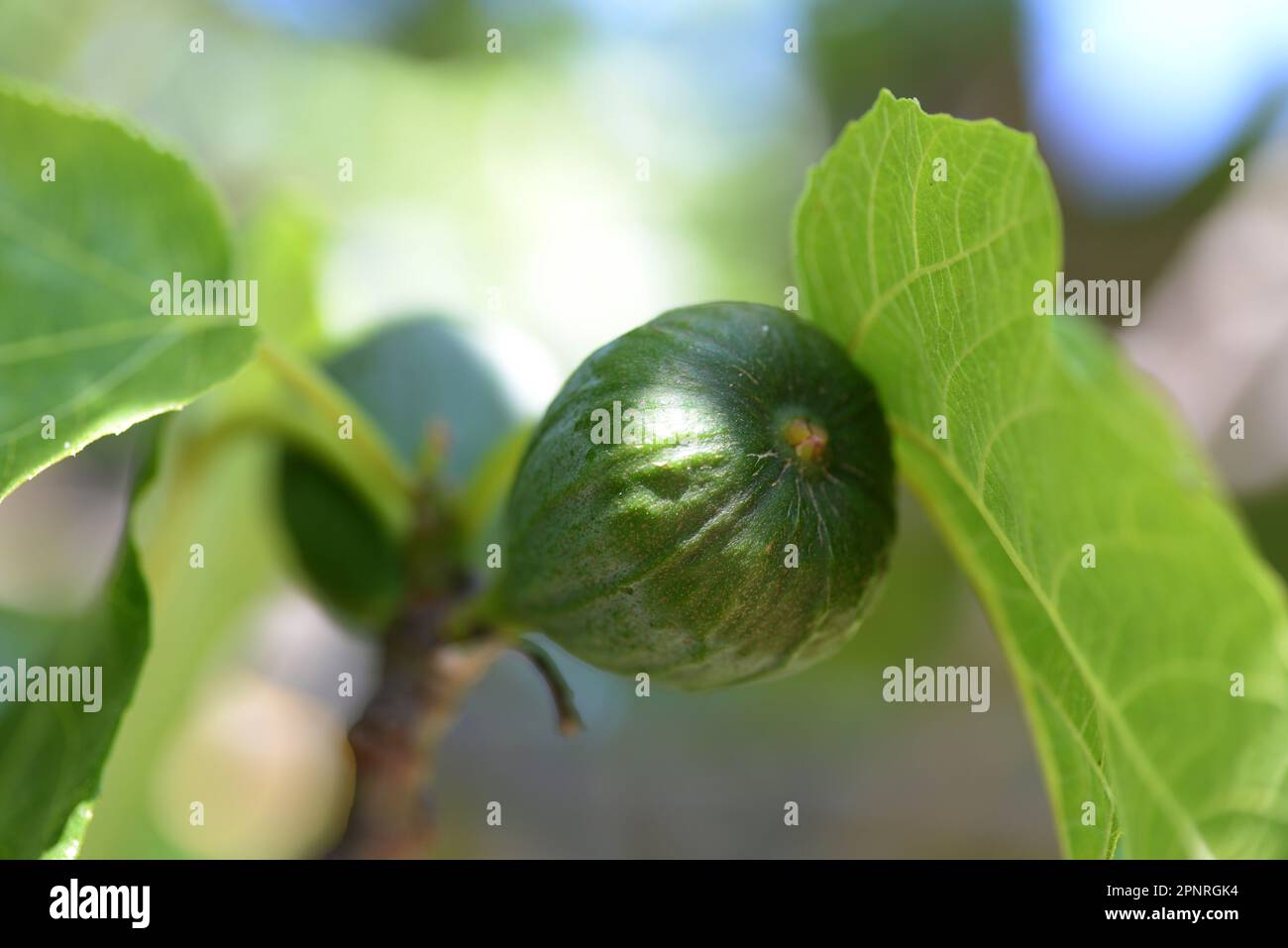 La Valette du Var F 83 Banque D'Images