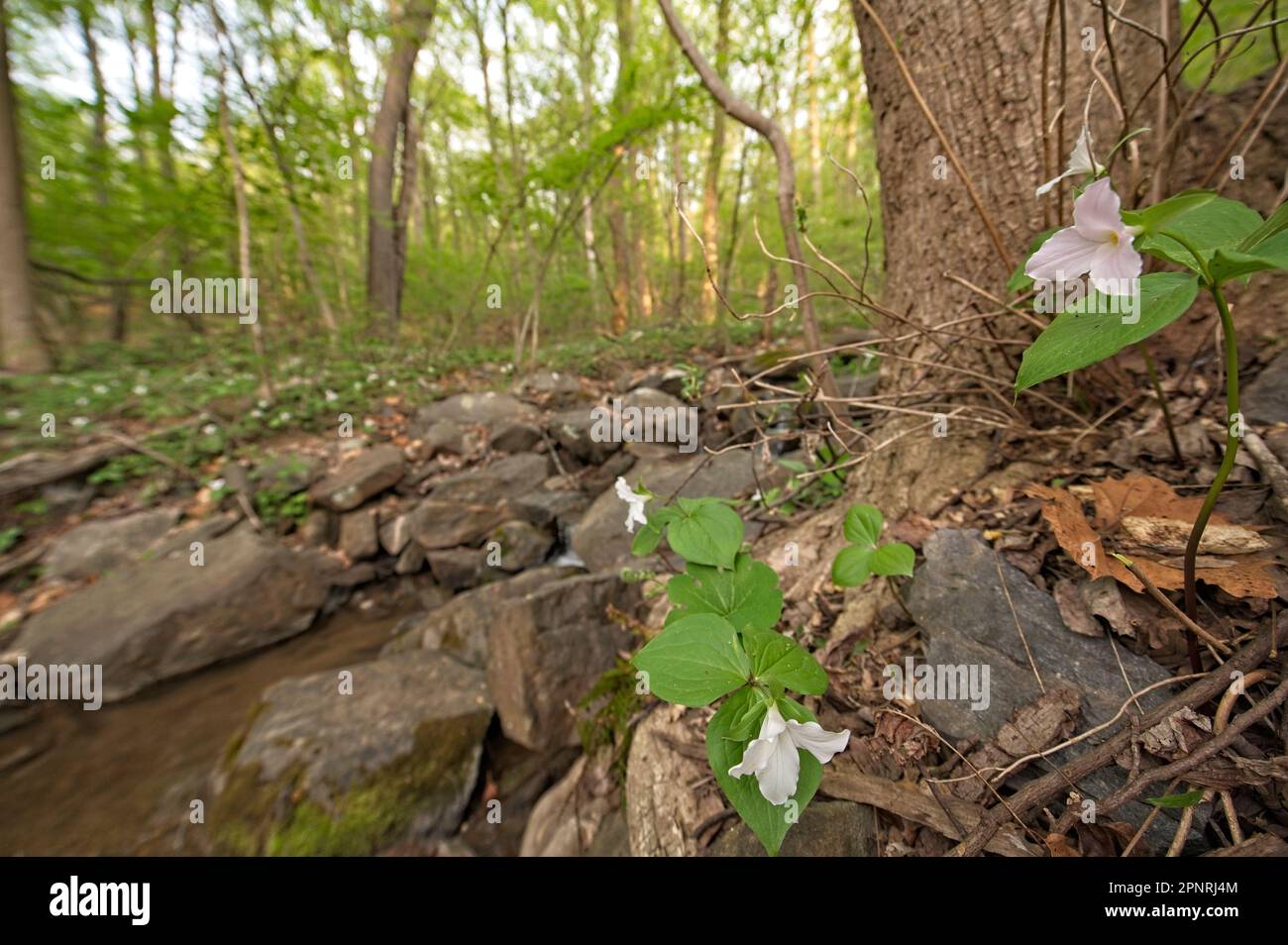 États-Unis: Avril, 15 2023: À peu près n'importe quel ruisseau qui coule le long des routes de l'ouest Loudoun a de grandes fleurs et peint Trillium fleurir maintenant Banque D'Images