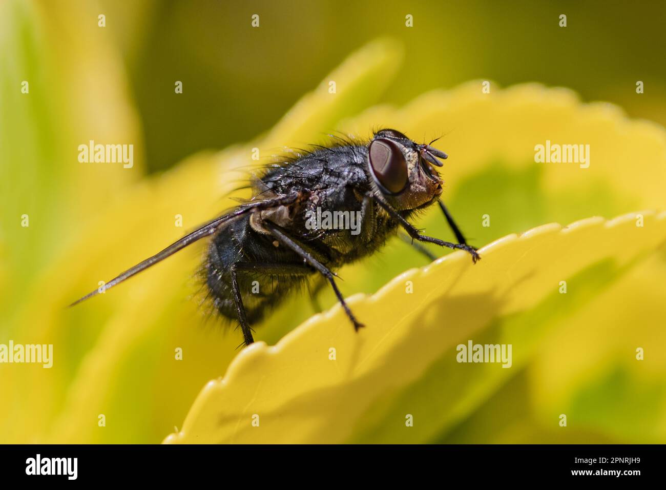 Mouche de la jambe Banque de photographies et d’images à haute résolution Page 4 Alamy