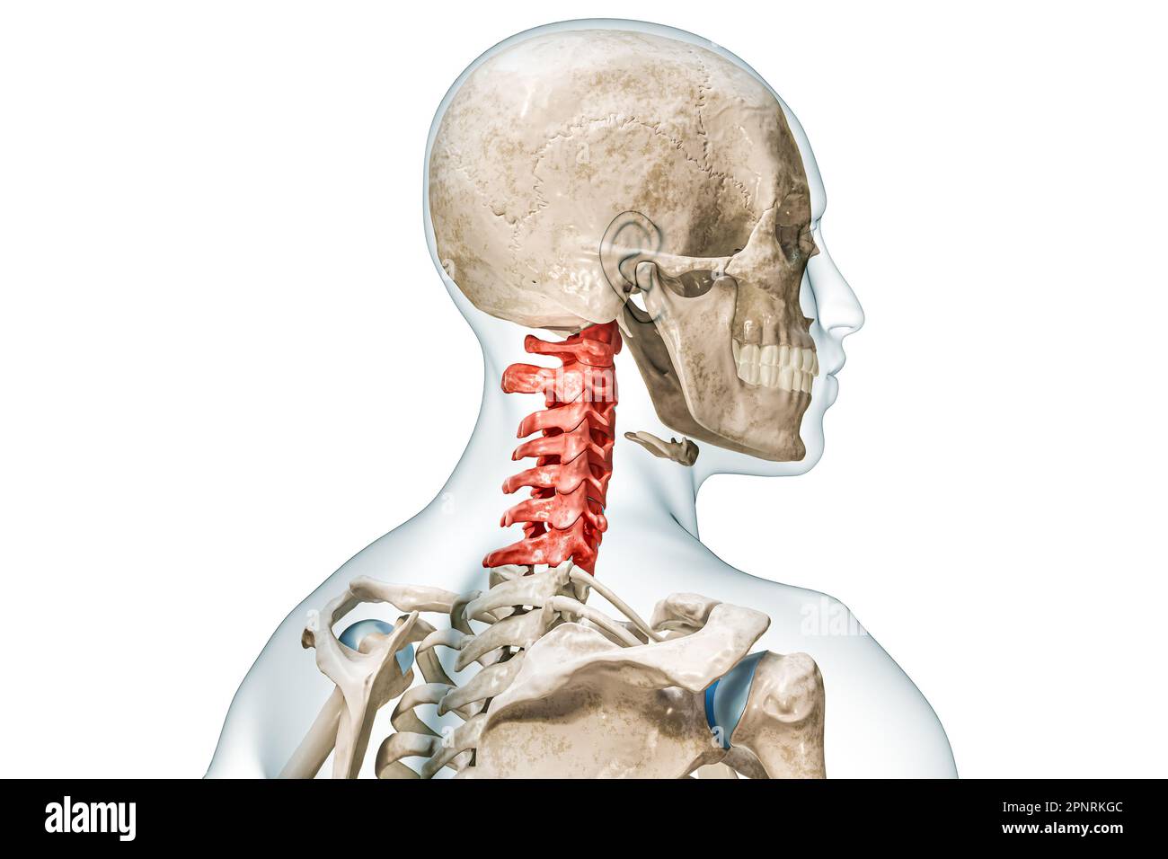 Vertèbres cervicales en rouge avec corps 3D illustration de rendu isolée sur blanc avec espace