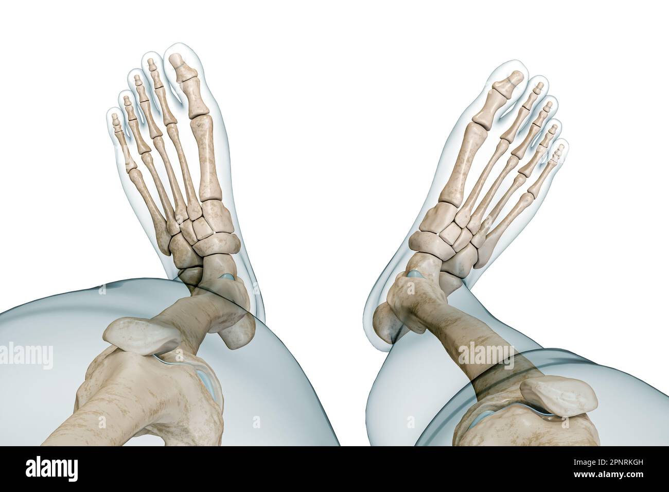Vue supérieure du squelette des pieds ou des os avec contours du corps 3D illustration de rendu isolée sur blanc avec espace de copie. Anatomie humaine, schéma médical Banque D'Images