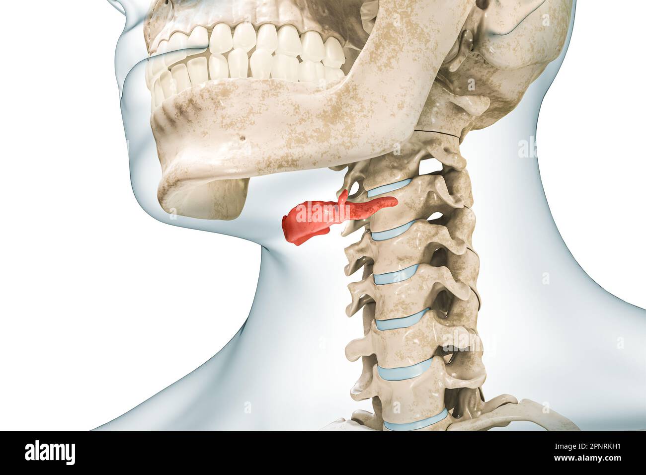 Os hyoïde de couleur rouge avec illustration de rendu corps 3D isolée sur blanc avec espace de copie. Anatomie du squelette humain, schéma médical, ostéologie, ske Banque D'Images