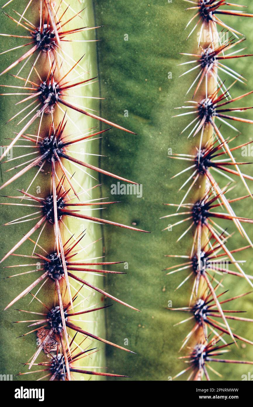 Gros plan sur saguaro cactus Spikes Banque D'Images