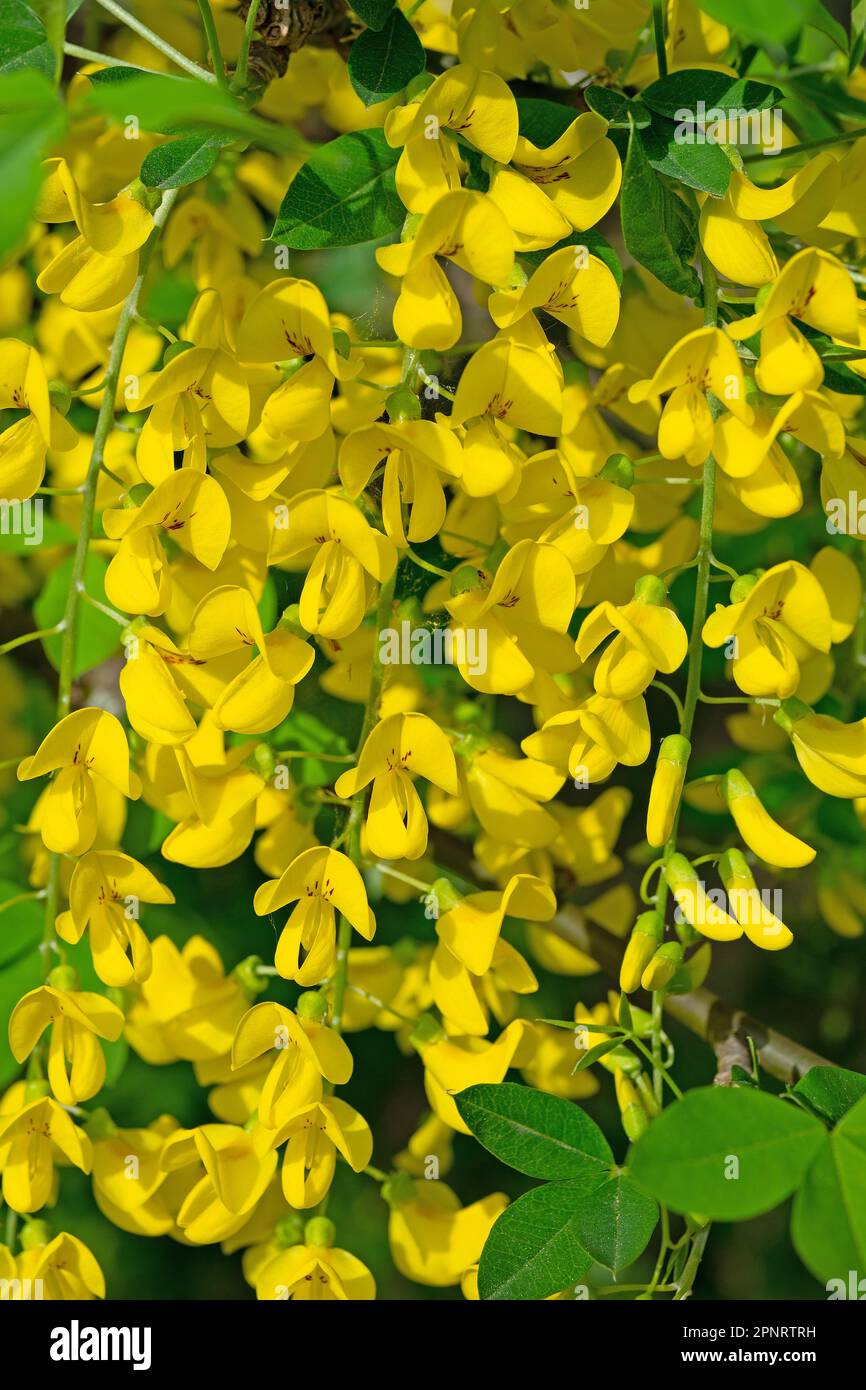 Floraison jaune au printemps laburnum Banque D'Images