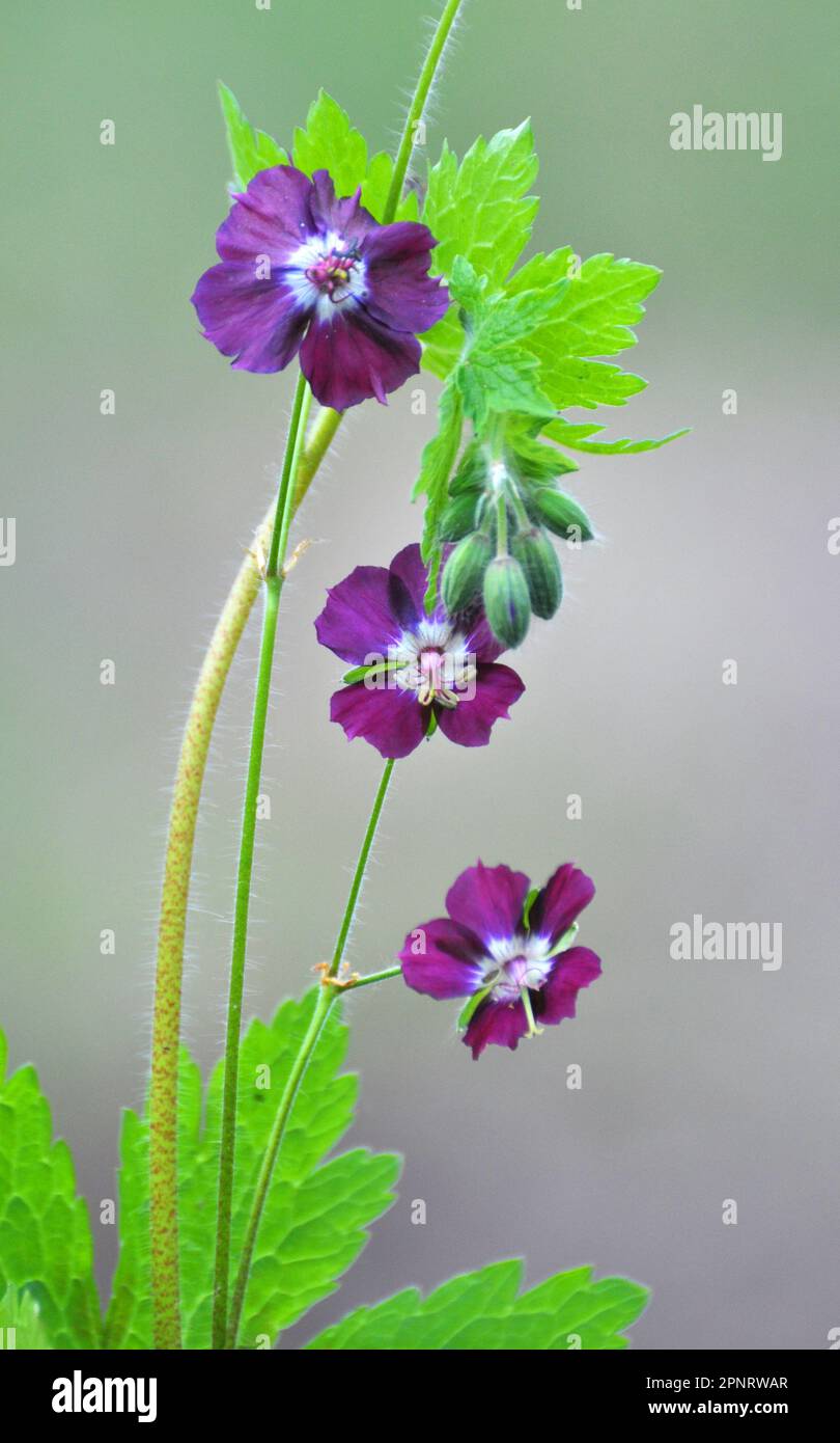 Dans la nature dans la forêt de printemps Geranium phaeum fleurs Banque D'Images