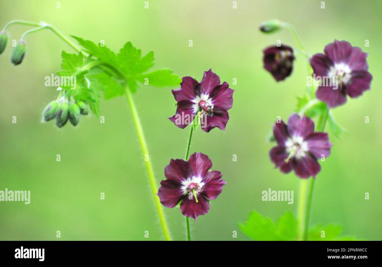 Dans la nature dans la forêt de printemps Geranium phaeum fleurs Banque D'Images