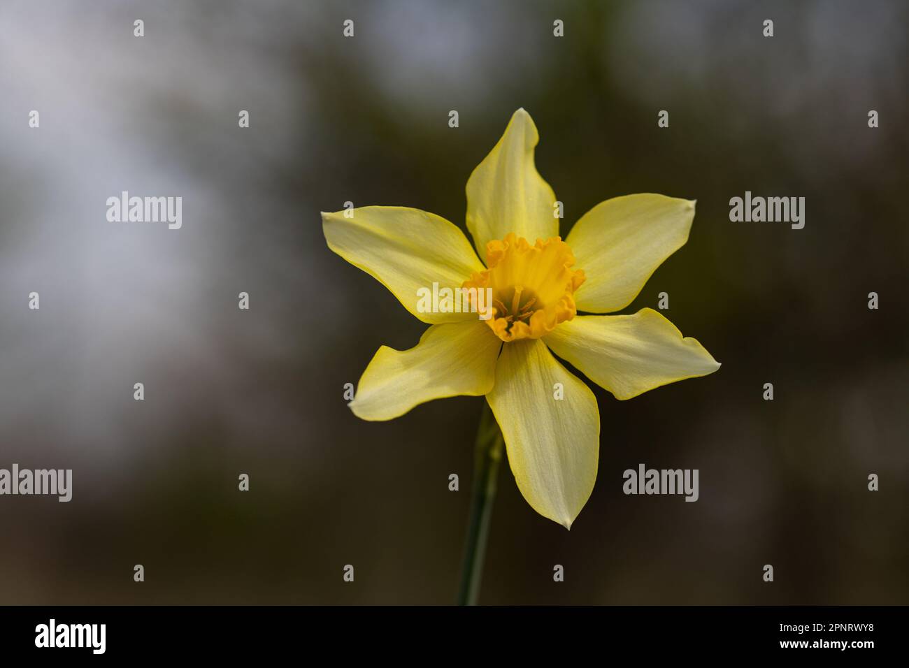 La fleur de narcisse de Daffodil Banque D'Images