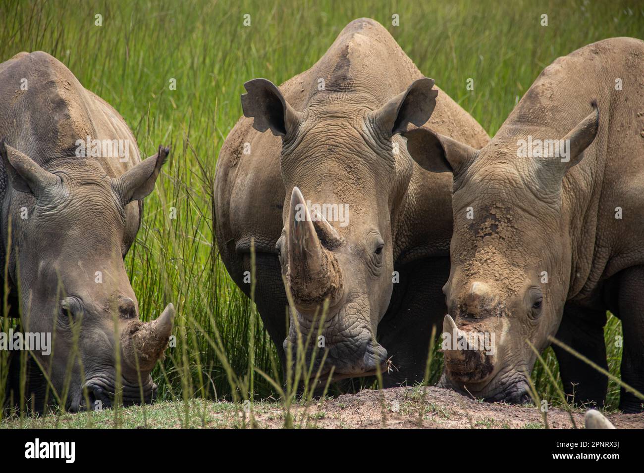 Photos exclusives de rhinocéros blanc ou de rhinocéros à lèvres carrées (Ceratotherium simum) dans la savane, à l'Imire Rhino & Wildlife Conservancy, au Zimbabwe Banque D'Images