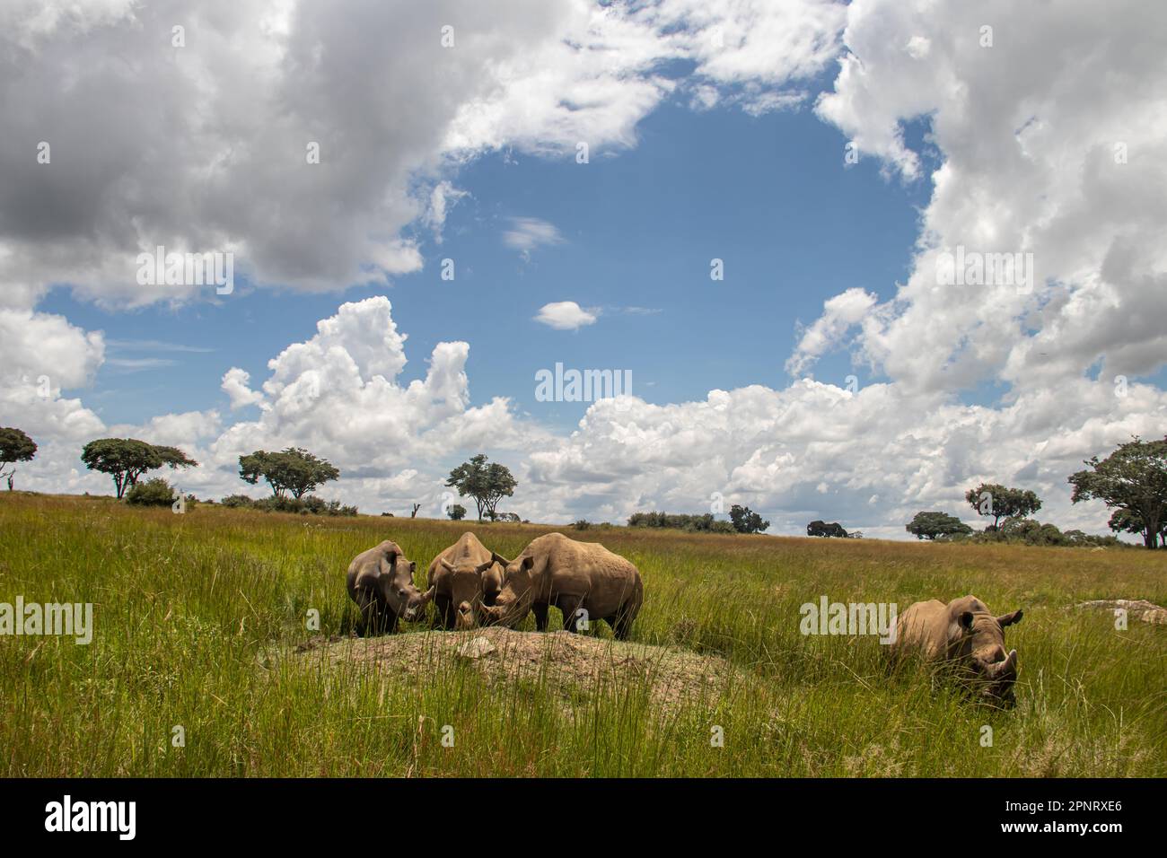 Rhinocéros blanc ou rhinocéros à lèvres carrées (Ceratotherium simum) à Imire Rhino & Wildlife Conservancy, Zimbabwe, espèce en voie de disparition Banque D'Images