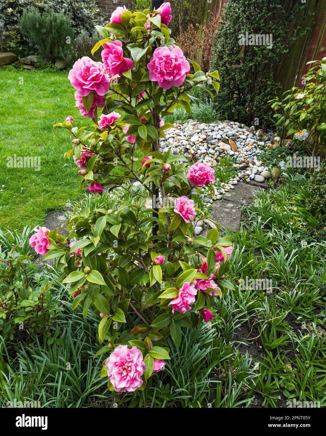 Une plante de clématis à fleurs roses fleurit dans un jardin de Northumberland, au Royaume-Uni Banque D'Images