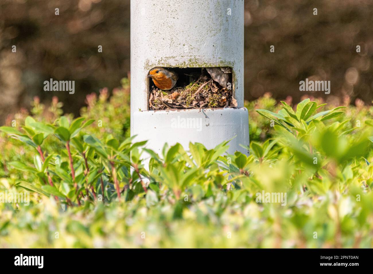 Un Robin européen ou britannique regarde par son nid qu'elle a construit à l'intérieur d'un poteau de lampe, Berkshire, Angleterre. Banque D'Images