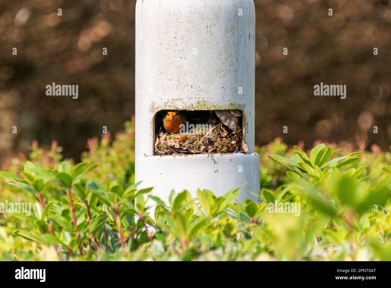 Un Robin européen ou britannique regarde par son nid qu'elle a construit à l'intérieur d'un poteau de lampe, Berkshire, Angleterre. Banque D'Images