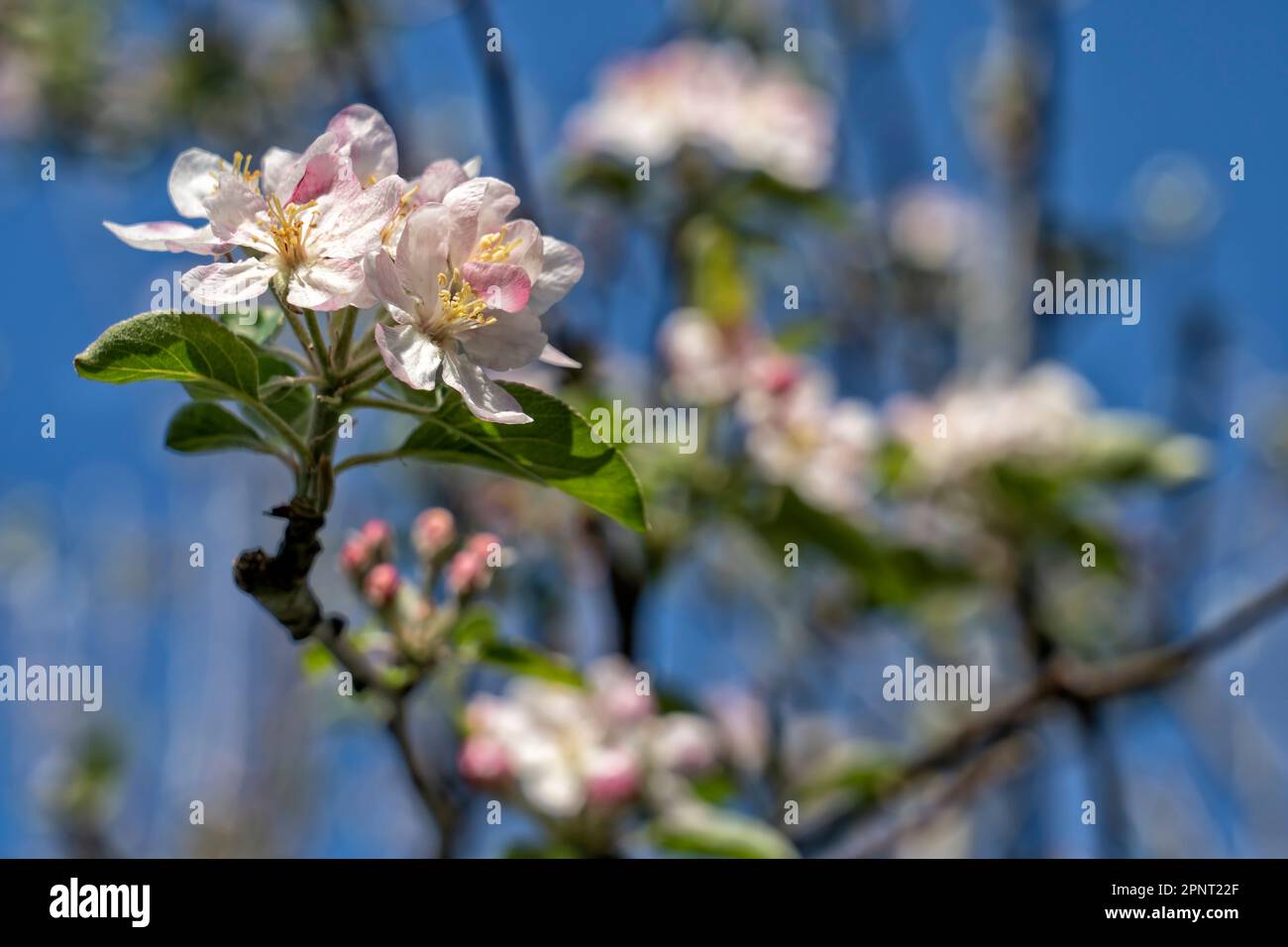 Détail des fleurs d'un pommier au printemps avec le ciel bleu en arrière-plan Banque D'Images